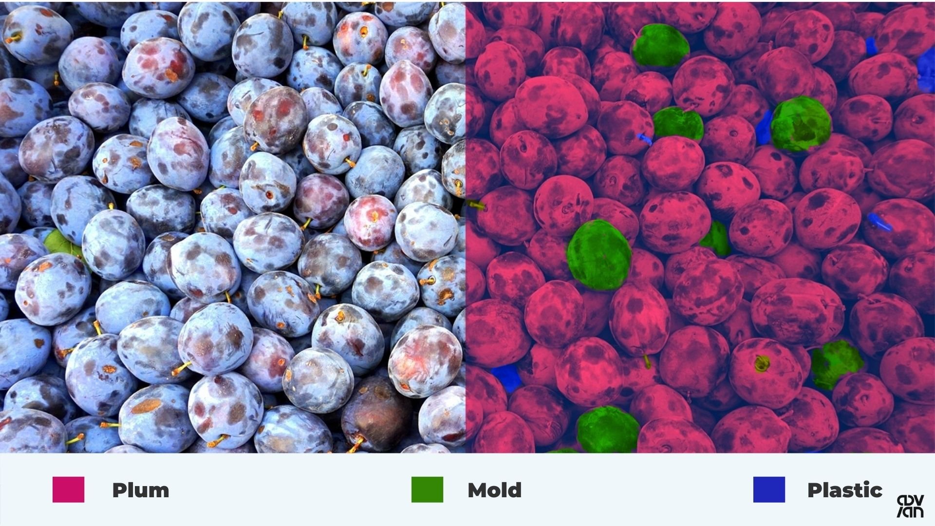 plum-separation-hyperspectral-imaging